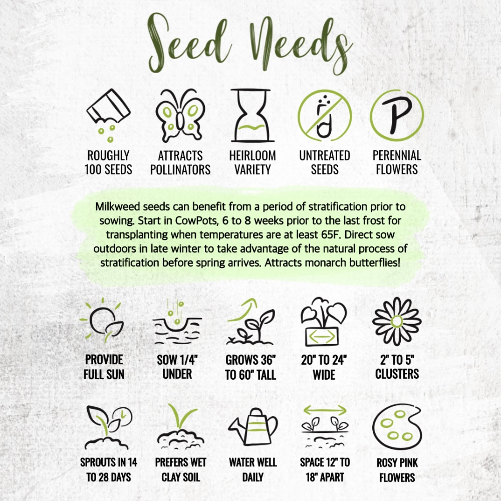 Pink Swamp Milkweed Seeds For Planting (Asclepias incarnata)