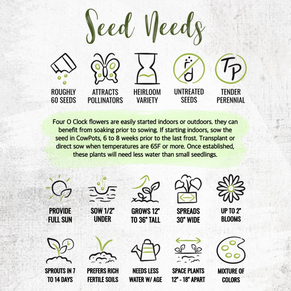 Mixed Four O' Clock Seeds For Planting (Mirabilis jalapa)