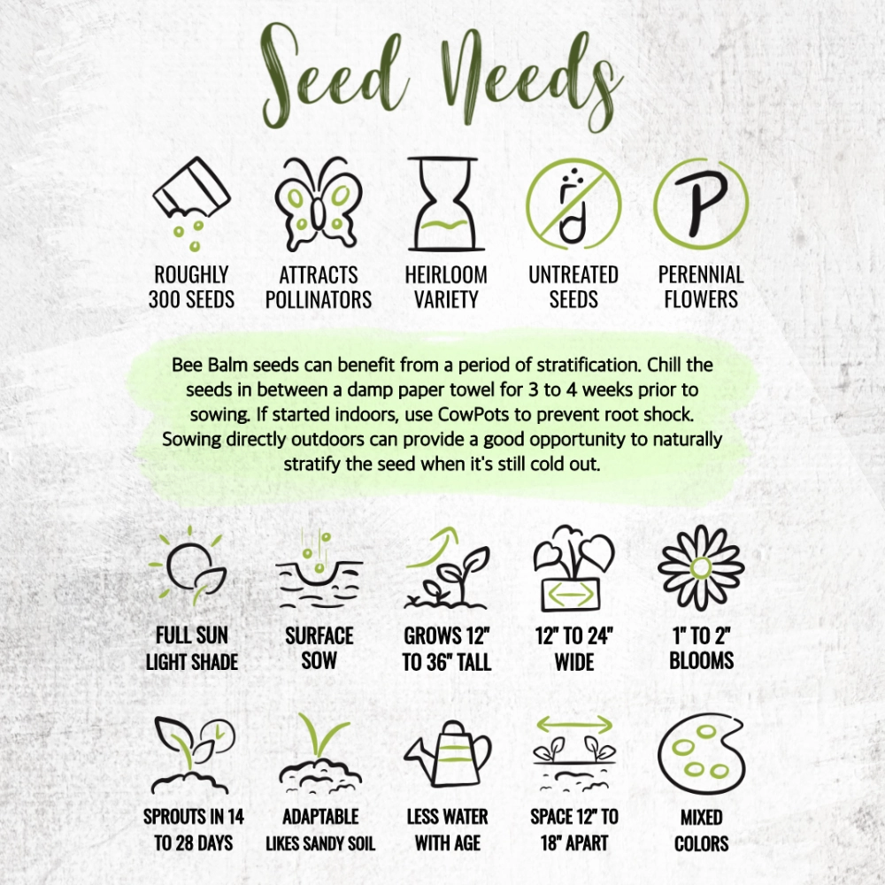 Panorama Blend Bee Balm Seeds For Planting (Monarda didyma)