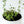 Thyme Herb Seeds For Planting (Thymus vulgaris)