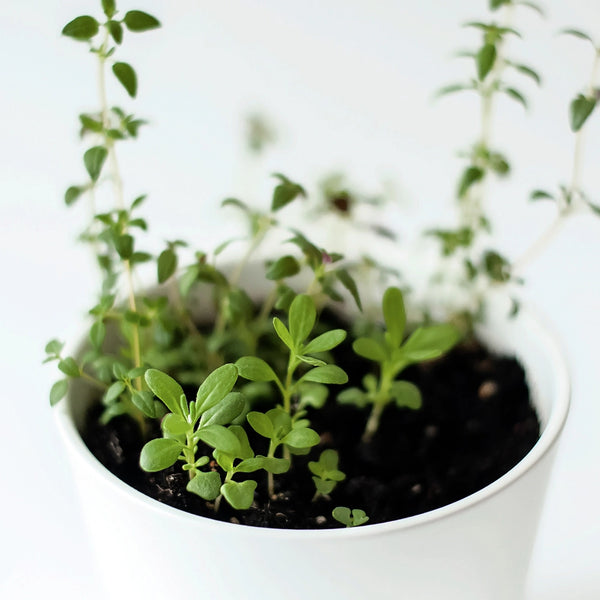 Thyme Herb Seeds For Planting (Thymus vulgaris)