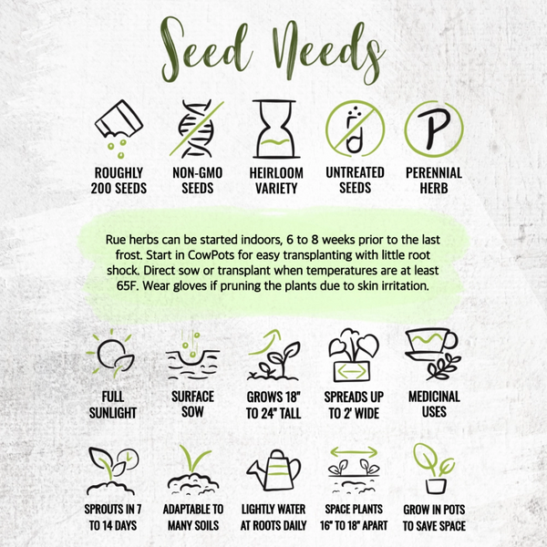 Rue Herb Seeds For Planting (Ruta graveolens)