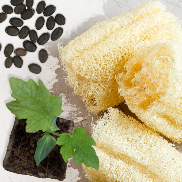Luffa Gourd Seeds For Planting (Luffa aegyptiaca)