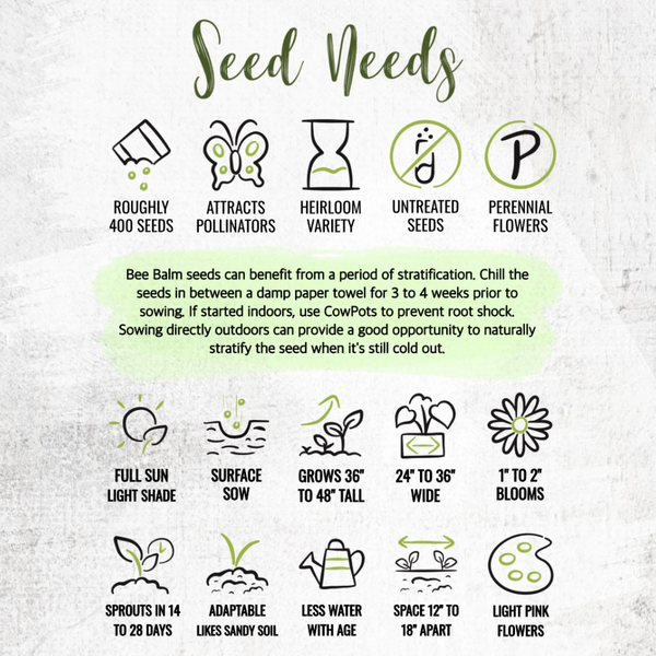 Wild Bee Balm Seeds For Planting (Monarda fistulosa)