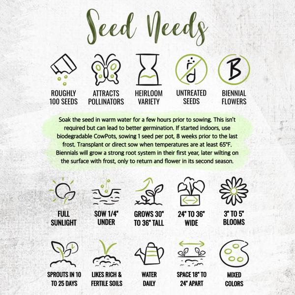 Double Majorette Hollyhock Mixture (Alcea rosea)