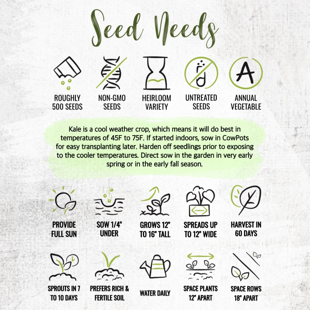 Kale Seeds For Planting, Vates Blue Scotch Curled (Brassica oleracea)