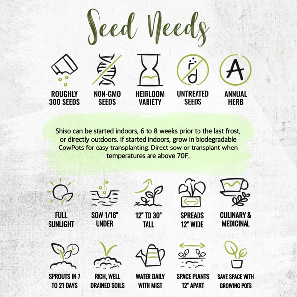 Green Shiso Seeds For Planting (Perilla frutescens)
