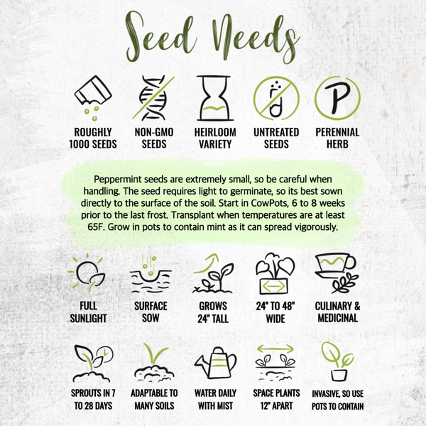 Peppermint Herb Seeds For Planting (Mentha piperita)