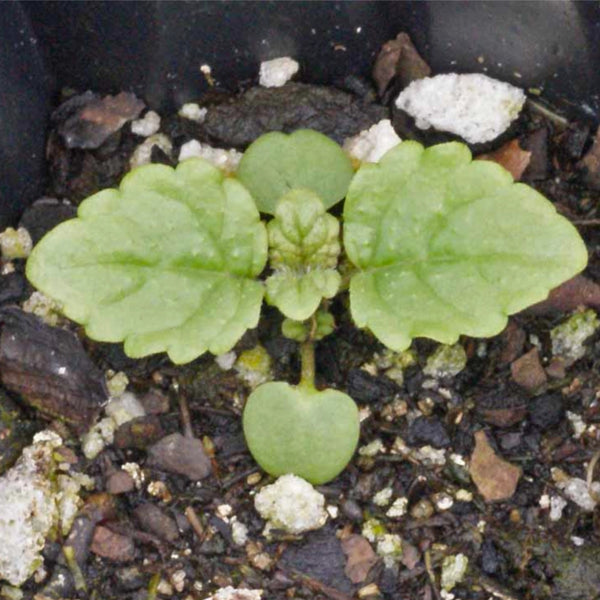 Lemon Balm Herb Seeds For Planting (Melissa officinalis)