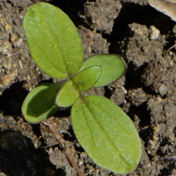 Incredible Dwarf Sunflower Seeds For Planting (Helianthus annuus)