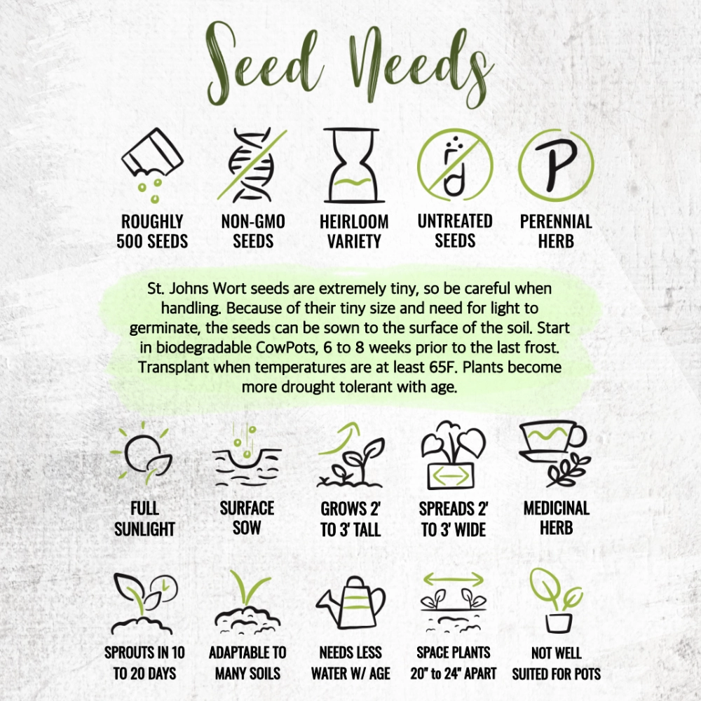 St. Johns Wort Herb Seeds For Planting (Hypericum perforatum)