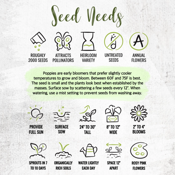 Pale Rose Peony Poppy Seeds For Planting (Papaver paeoniflorum)