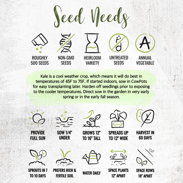 Red Russian Kale Seeds For Planting (Brassica napus)