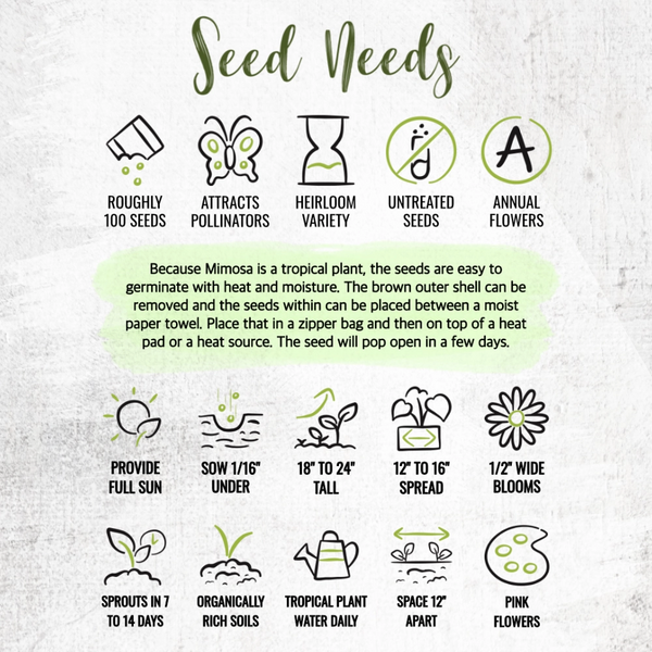 Sensitive Plant Seeds For Planting (Mimosa Pudica)