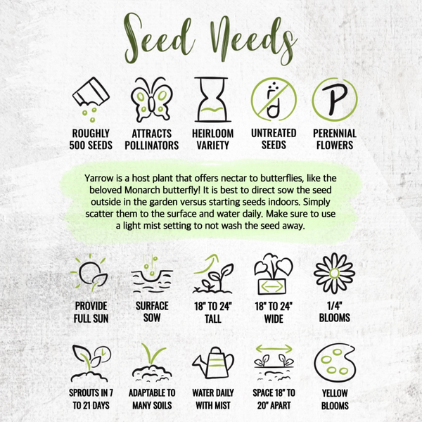 Gold Yarrow Seeds For Planting (Achillea filipendulina)