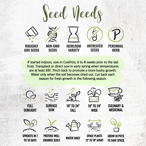 Catnip Herb Seeds For Planting (Nepeta cataria)