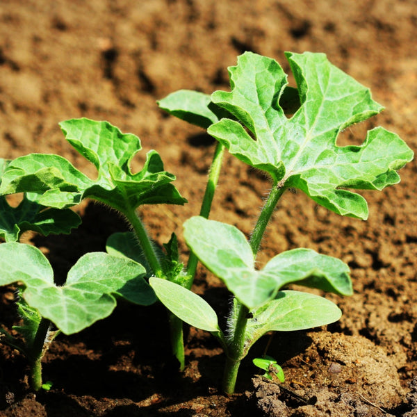 Crimson Sweet Watermelon Seeds For Planting (Citrullus lanatus)
