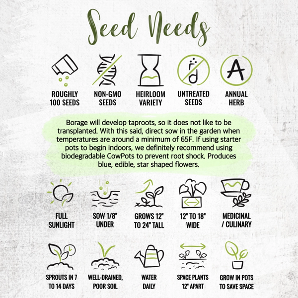 White Borage Seeds For Planting (Borago officinalis)