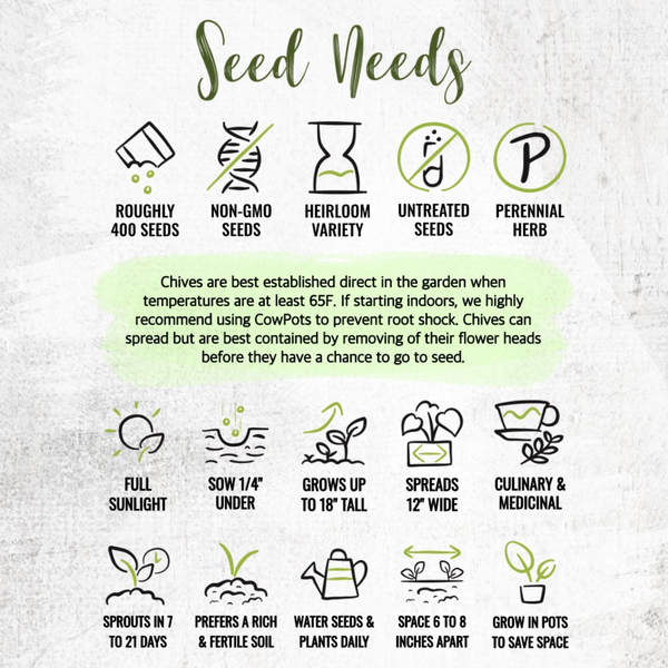 Garlic Chives Herb Seeds For Planting (Allium tuberosum)