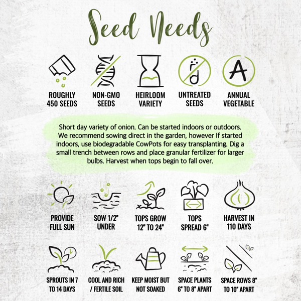 Red Burgundy Onion Seeds For Planting (Allium cepa)