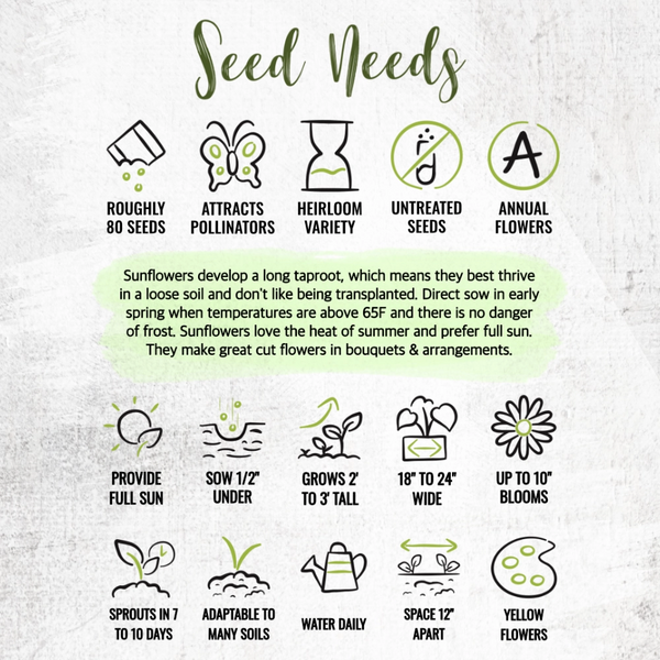 Dwarf Sunspot Sunflower Seeds For Planting (Helianthus annuus)