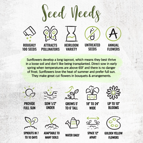 Tall Sungold Sunflower Seeds For Planting (Helianthus annuus)