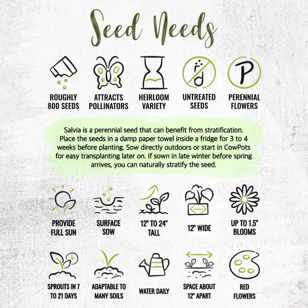 Scarlet Sage Seeds For Planting / Scarlet Salvia (Salvia coccinea)