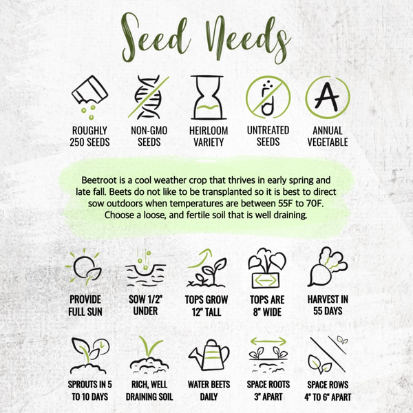 Ruby Queen Beet Seeds For Planting (Beta vulgaris)