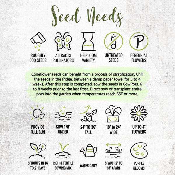 Purple Coneflower Seeds For Planting (Echinacea purpurea)