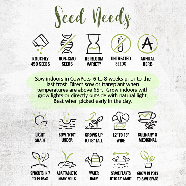 Chervil Herb Seeds For Planting (Anthriscus cerefolium)