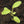 Sage Herb Seeds For Planting (Salvia officinalis)