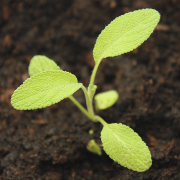 Sage Herb Seeds For Planting (Salvia officinalis)