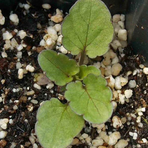 King Henry Viola Seeds For Planting (Viola cornuta)