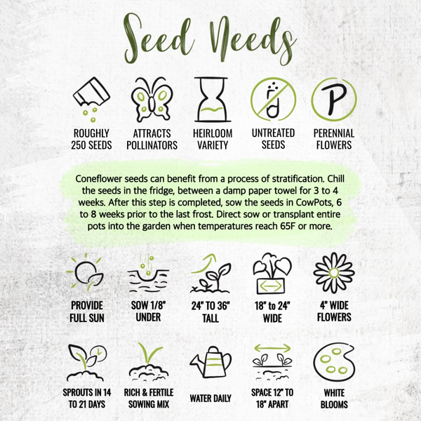 White Swan Coneflower Seeds For Planting (Echinacea purpurea)