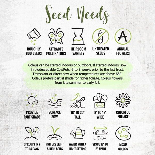 Rainbow Coleus Seeds For Planting (Coleus blumei)