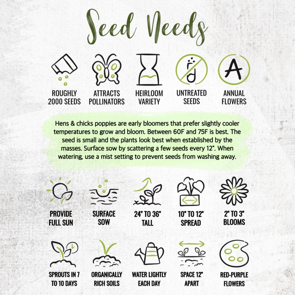 Hens and Chicks Poppy Seeds For Planting (Papaver somniferum)