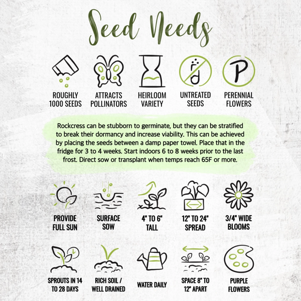 Purple Rockcress Groundcover Seeds For Planting (Aubrieta deltoidea)