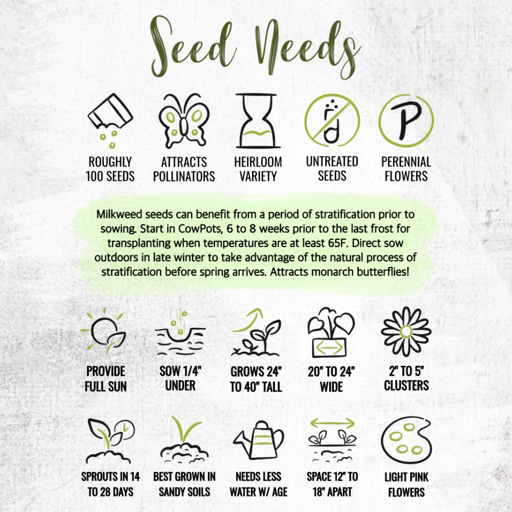 Showy Milkweed Seeds For Planting (Asclepias speciosa)