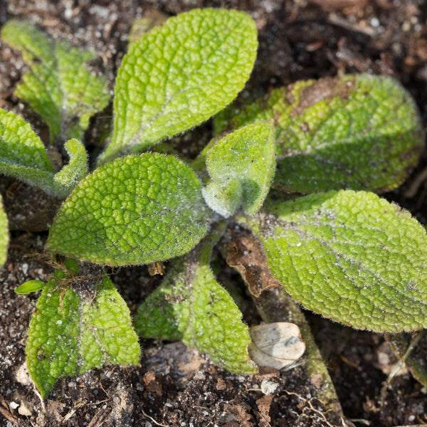 Excelsior Mixture Foxglove Seeds For Planting (Digitalis purpurea)
