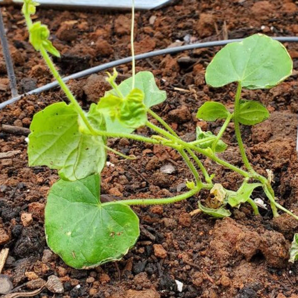 Cucamelon Seeds For Planting, Mexican Sour Gherkin (Melothria scabra)