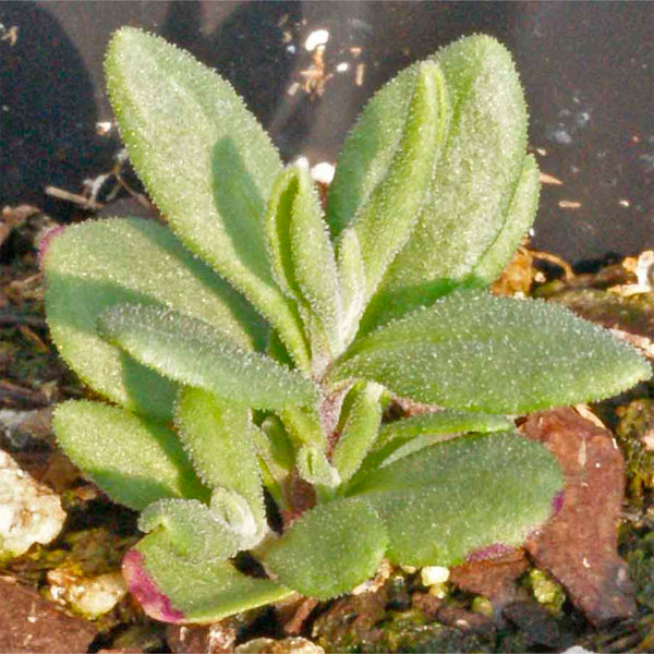 Lavender Seed Packet Favors (FAV-010)