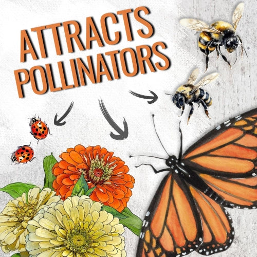 Mega Zinnia Seed Collection