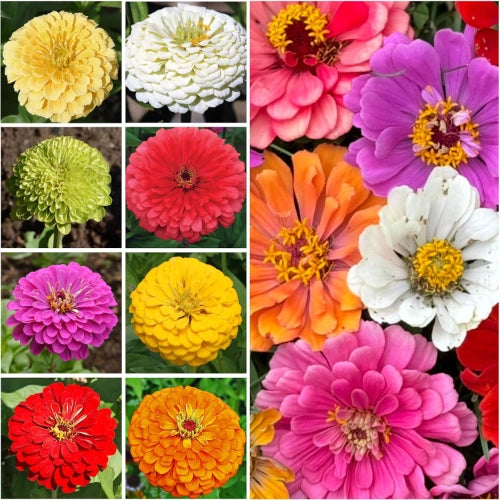 Mega Zinnia Seed Collection