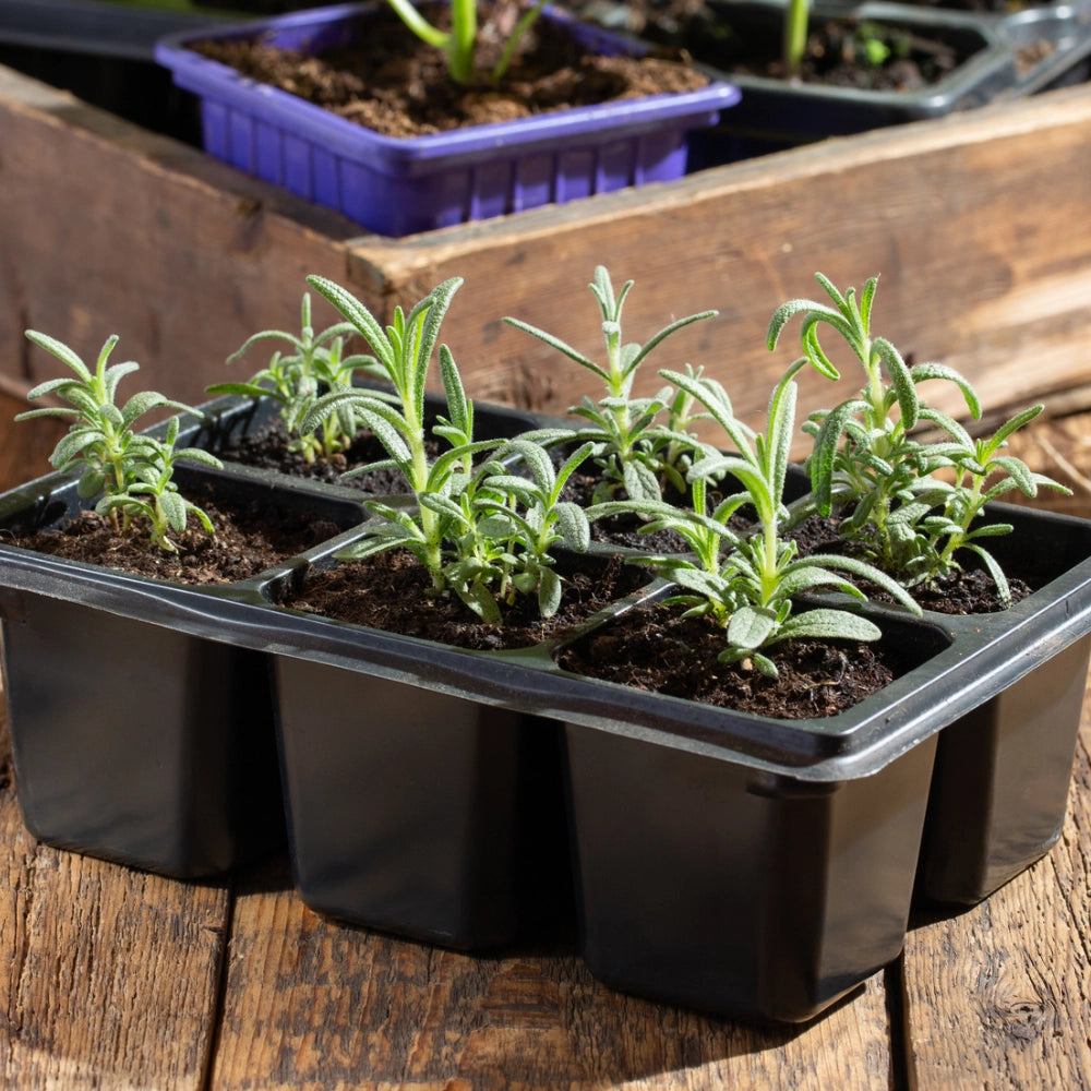 Seed Needs Rosemary Herb Seeds - Thumbnail 2