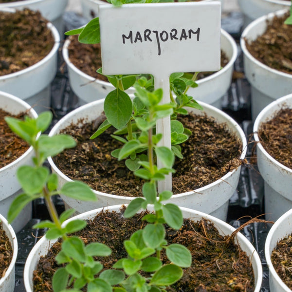 Sweet Marjoram Herb Seeds For Planting (Origanum majorana)