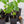 Grande Rio Verde Tomatillo Seeds For Planting (Physalis ixocarpa)