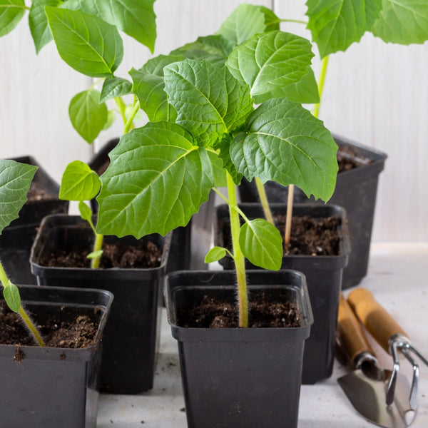 Grande Rio Verde Tomatillo Seeds For Planting (Physalis ixocarpa)