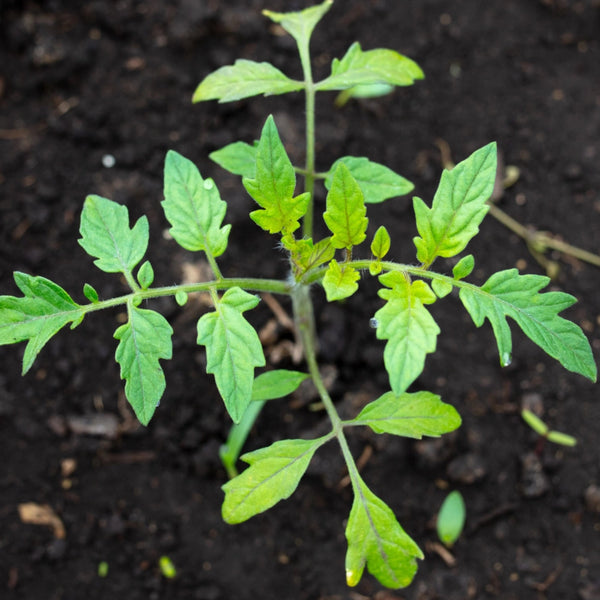 Beefsteak Tomato Seeds For Planting (Lycopersicon esculentum)