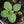 Italian Oregano (Origanum vulgare)