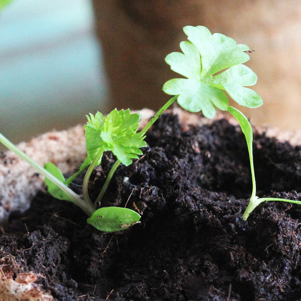Italian Flat Leaf Parsley Seeds For Planting (Petroselinum crispum)